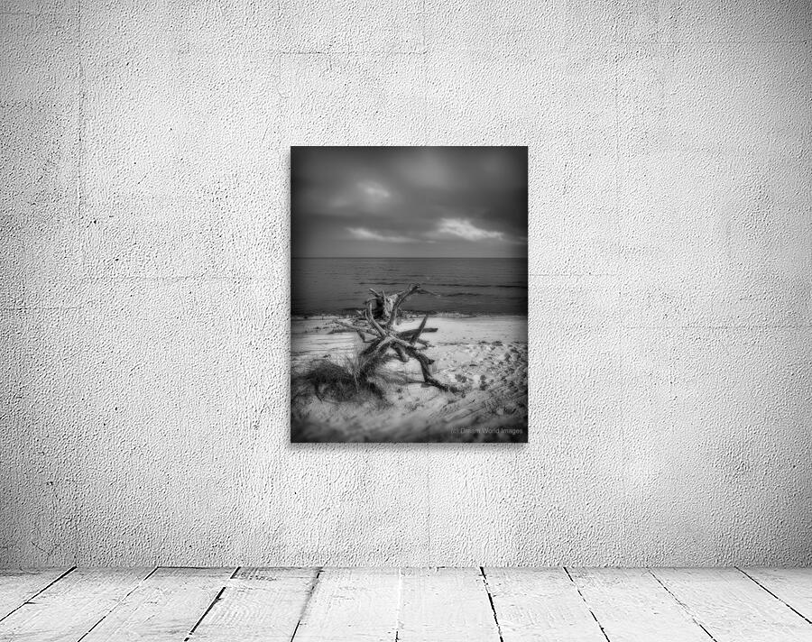 Driftwood Dreams: Bald Point State Park Wall Preview