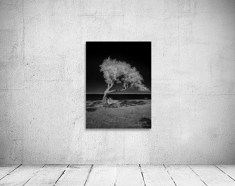 Solitude Unveiled: A Dogs Day Out in Gulf Shores Alabama Wall Preview