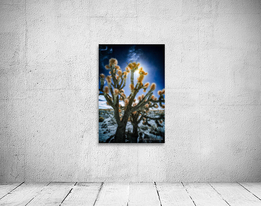 Celestial Glow Through Joshua Limbs Wall Preview