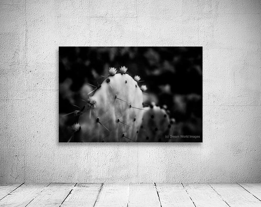 Ink and Thorn: Capturing the Essence of Texas Cacti in Monochrom Wall Preview