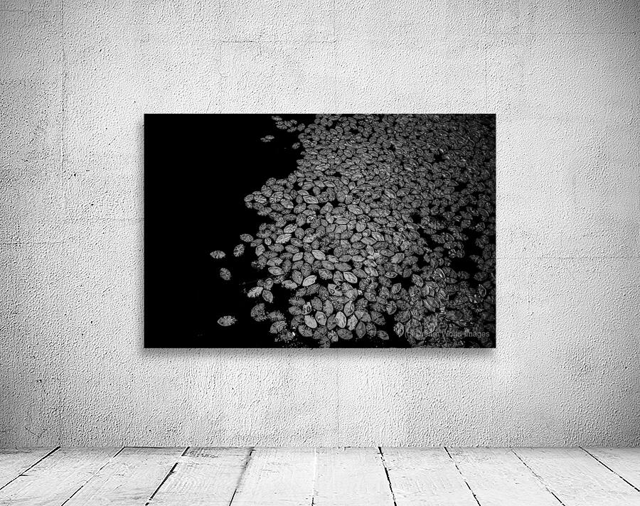 Lily Pad Dance Wall Preview