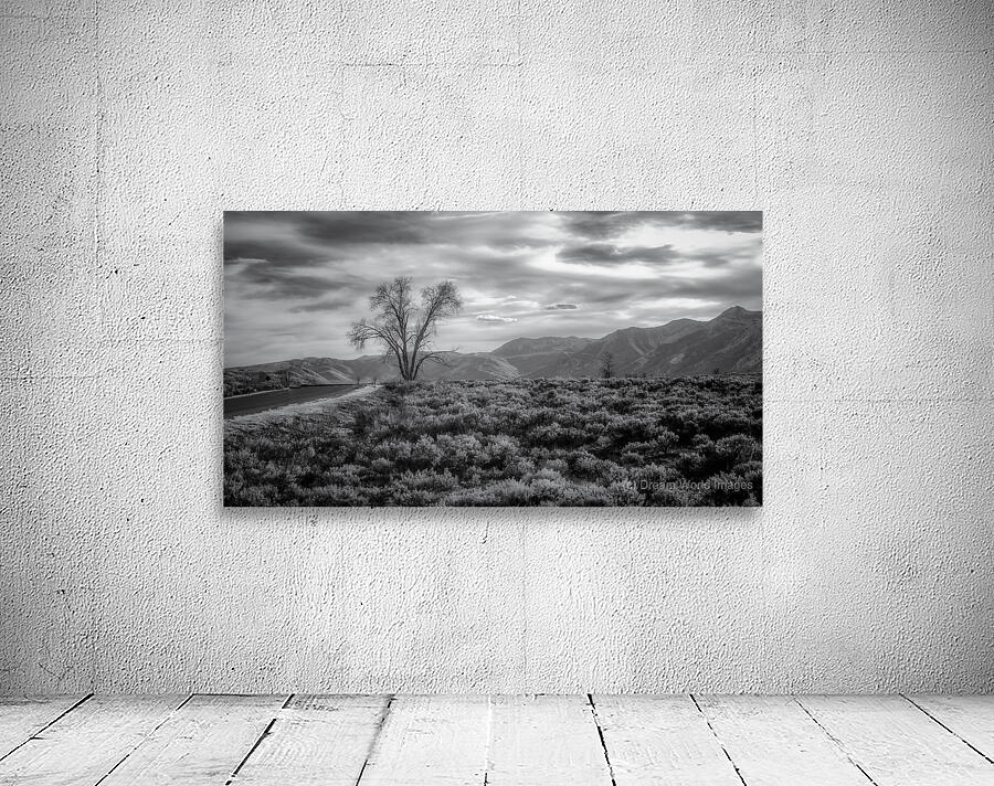 Sage and Solitude Wall Preview