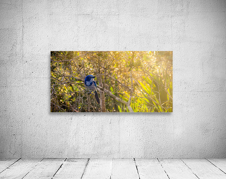 A Feathery Connection: Bluebird Serendipity Wall Preview