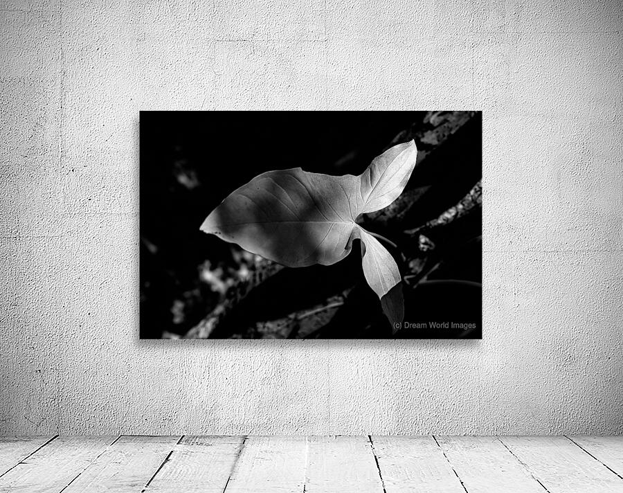 Two Notes of Light Wall Preview