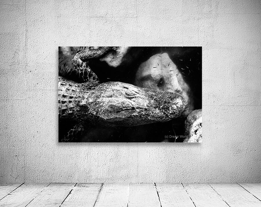 The Patient King Wall Preview