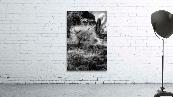 Exploring Sylvan Lake: A Baby Pine Wall Preview