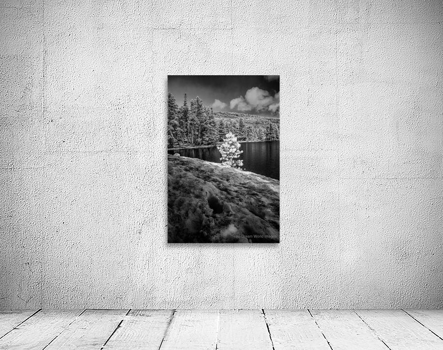 Small Spring Snowy Pine Wall Preview