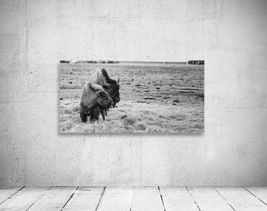 Shaggy Symmetry Wall Preview