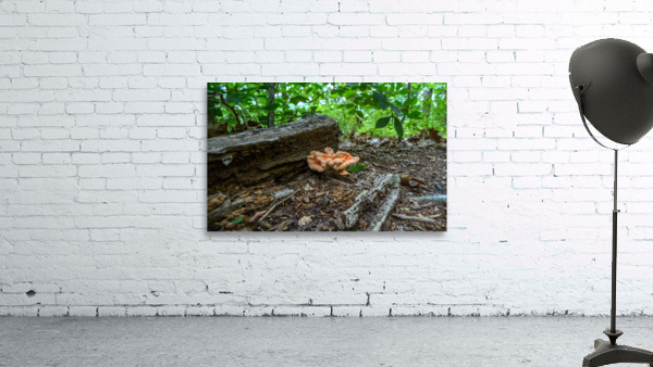 Delaware Fungi: A Sheltered Mushroom Wall Preview