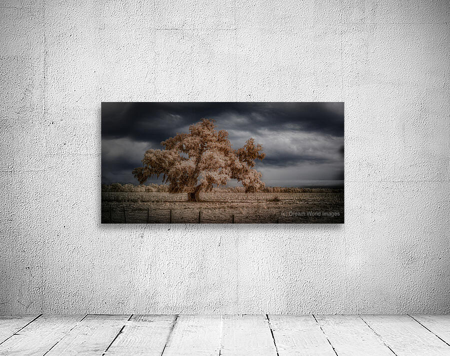 Lone Tree in Saint Bernards-2 Wall Preview
