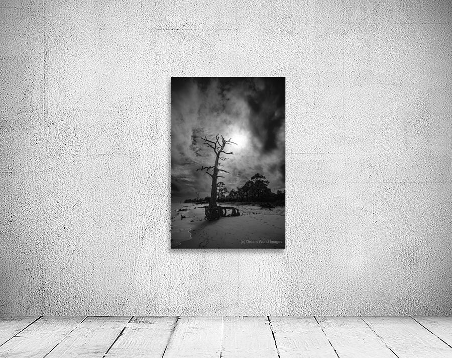 Bald Point Lone Tree Wall Preview