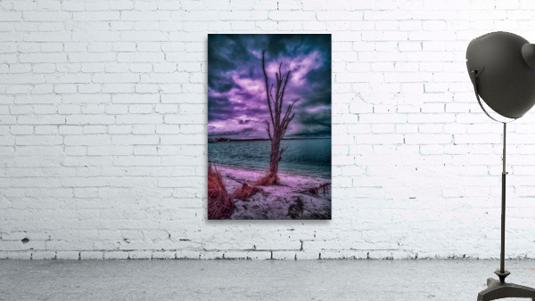 Mystical Resilience: Patuxent Rivers Purple Infrared Tree in a Storm Wall Preview