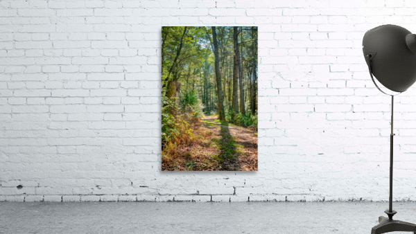 Path in woods Wall Preview