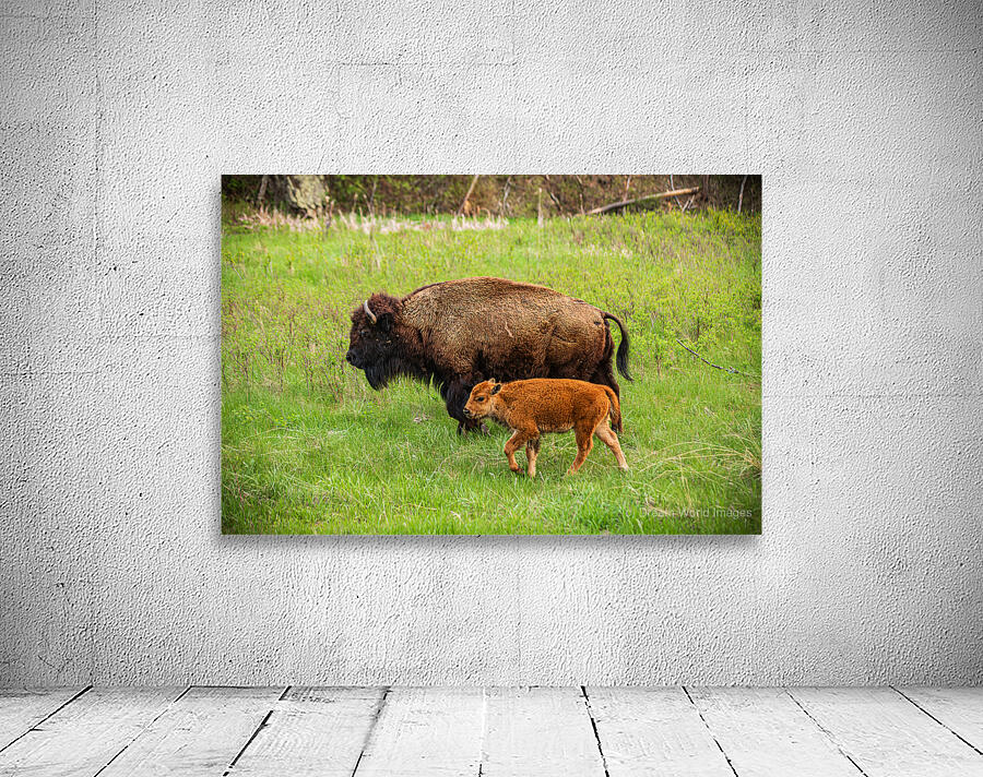 Bison Tales: Spirit of the Bison Wall Preview