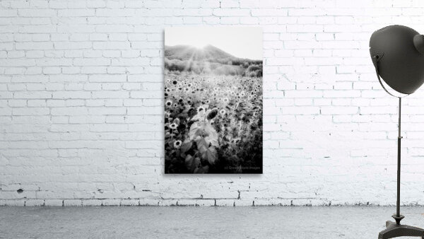 Sunflower Setting Wall Preview