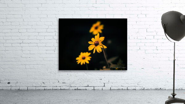 Natures Palette: Full Spectrum Imagery Showcasing Tennessees Black-Eyed Susan Blossoms Wall Preview