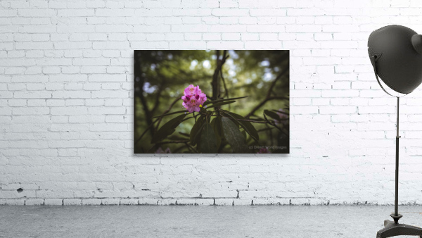 Rhodie - 1 Wall Preview