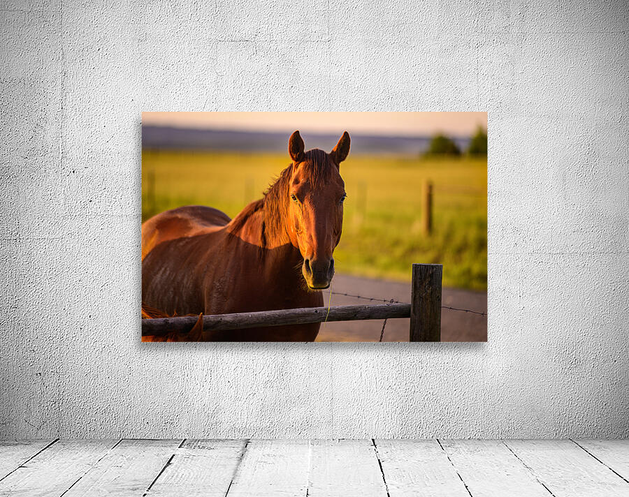 Equestrian Elegance: Ernie at Sunset Wall Preview