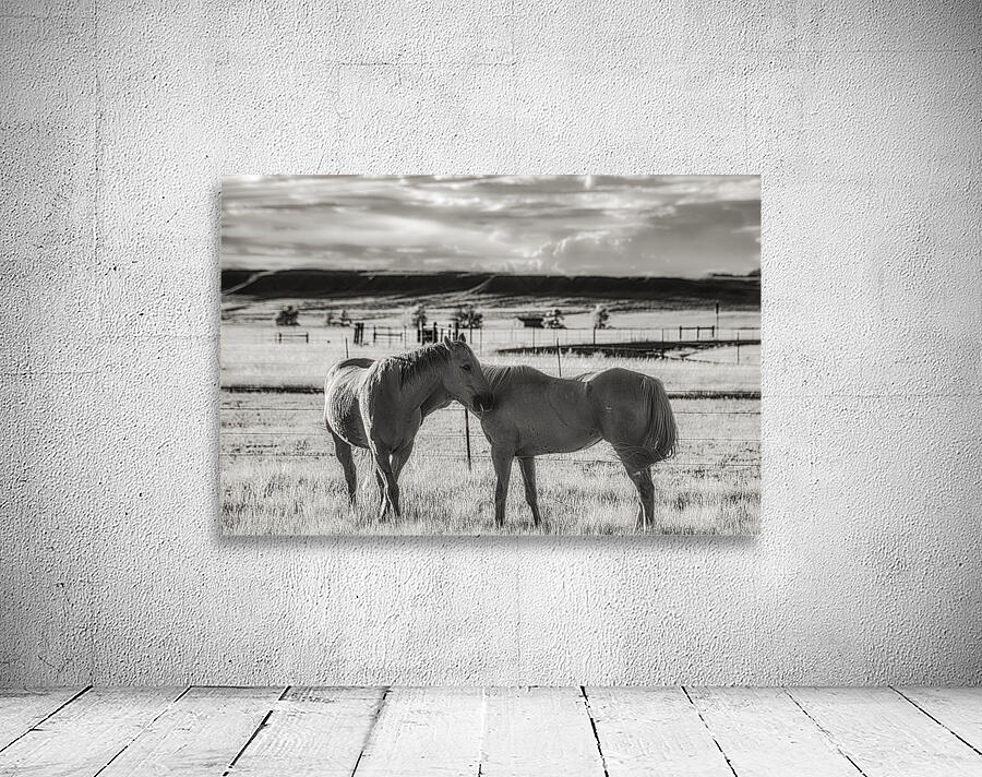 Equine Connection Wall Preview