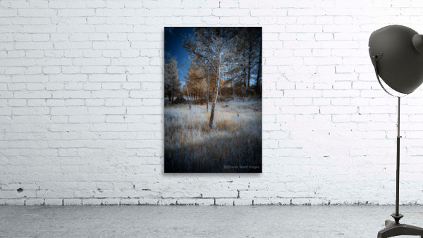 Golden Aspen Wall Preview