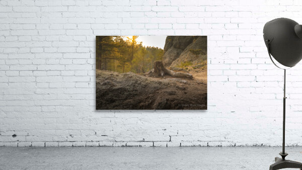 Weathered Stump Wall Preview