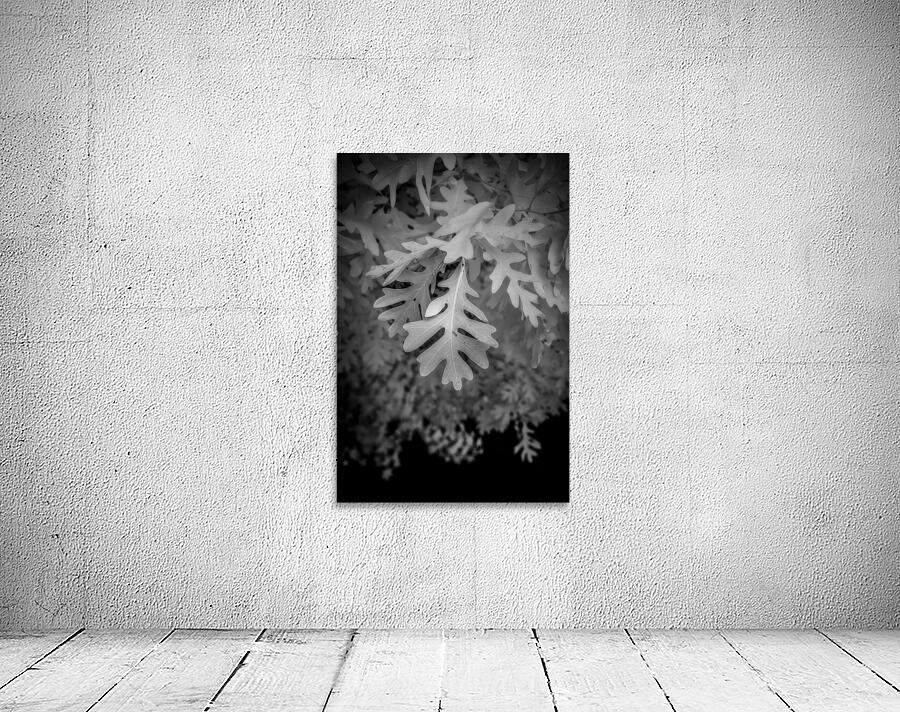 Enchanted Oak Wall Preview