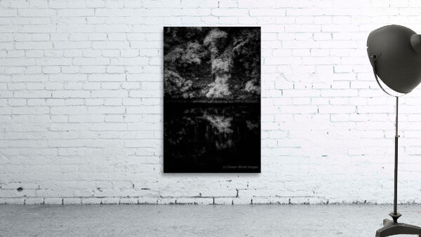 A Forest Reflection: Tims Ford State Park Wall Preview