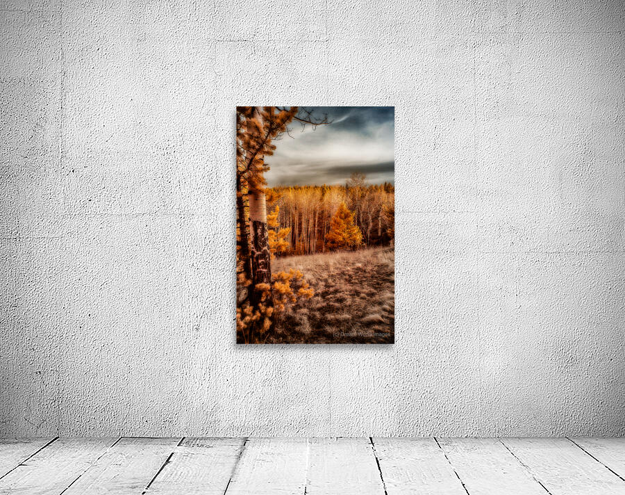 Mueller Aspen Series: Sunlit Serenity Wall Preview