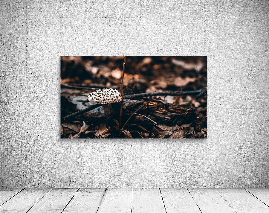 Mystical Fungi: Enchanted Dots The Speckled Shroom Wall Preview