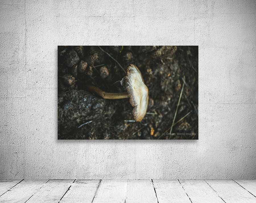 Montana Ranch Shroom: Highland Horseshoe Fungus Wall Preview