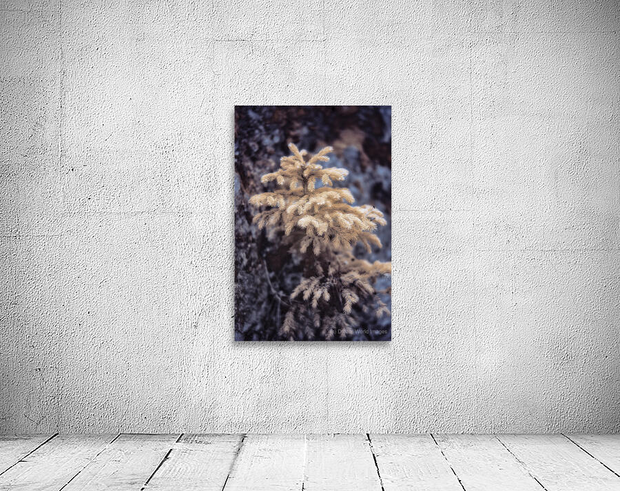 Exploring Sylvan Lake: Tiny Yellow Pine Wall Preview