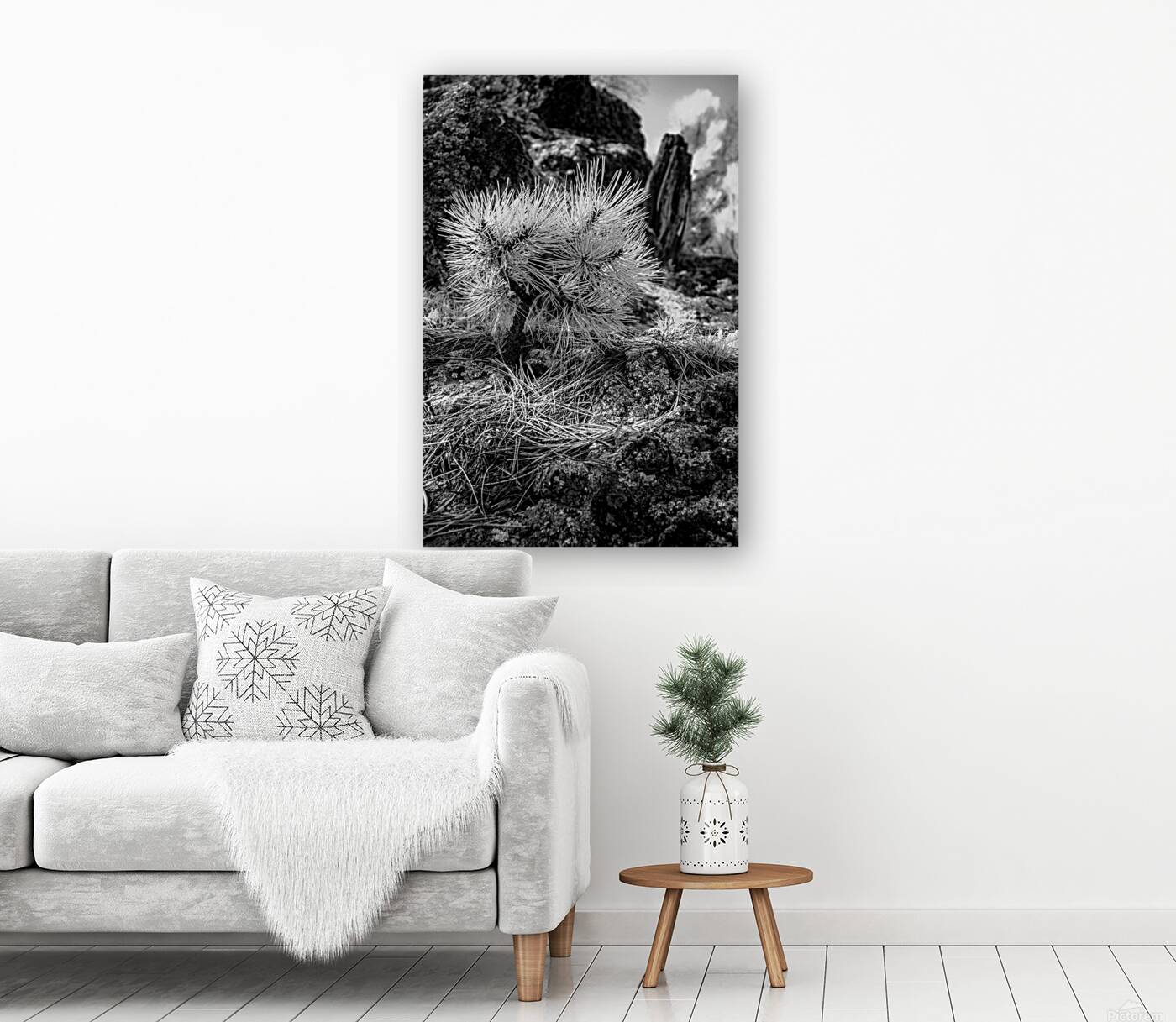 Exploring Sylvan Lake: A Baby Pine Reproduction