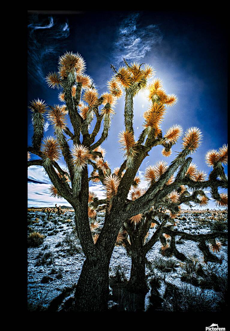 Celestial Glow Through Joshua Limbs Reproduction
