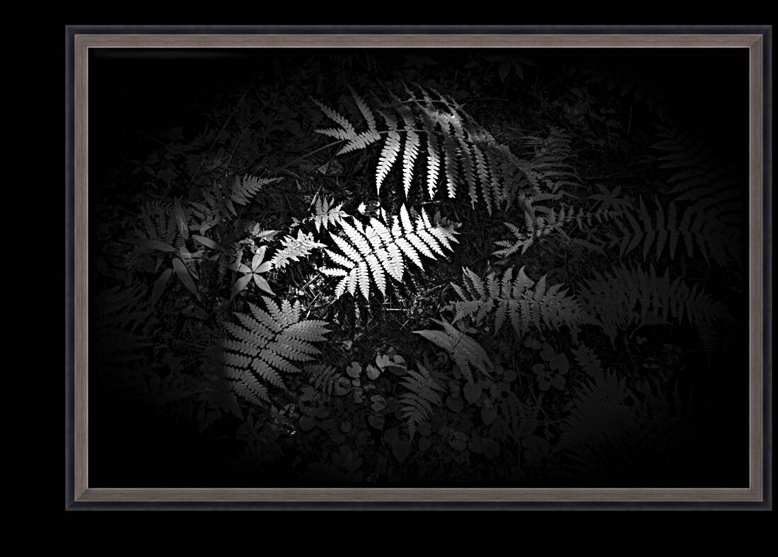 Ferns Whisper Reproduction