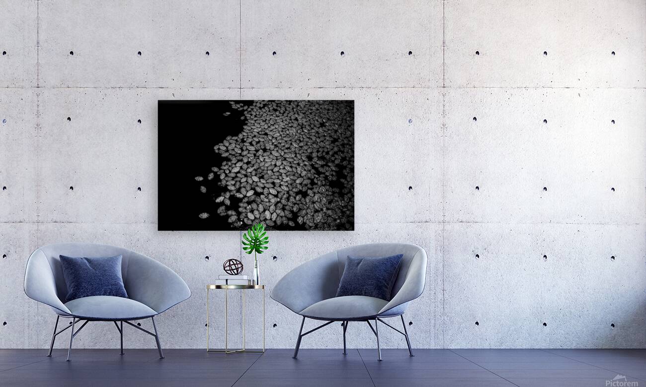 Lily Pad Dance Reproduction