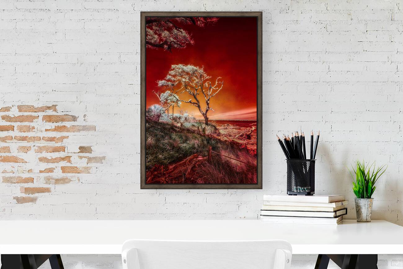 Ruby Bonsai: A Botanical Marvel Unveiled on Driftwood Beach Reproduction