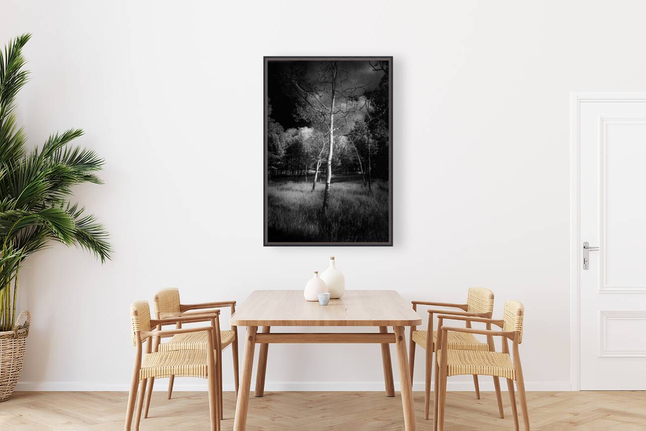 Ansel Aspen Reverie: Capturing the Spirit in Infrared Reproduction