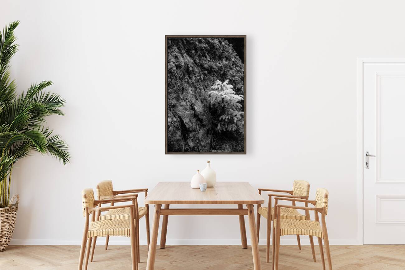 Small Pine on a Rock Reproduction