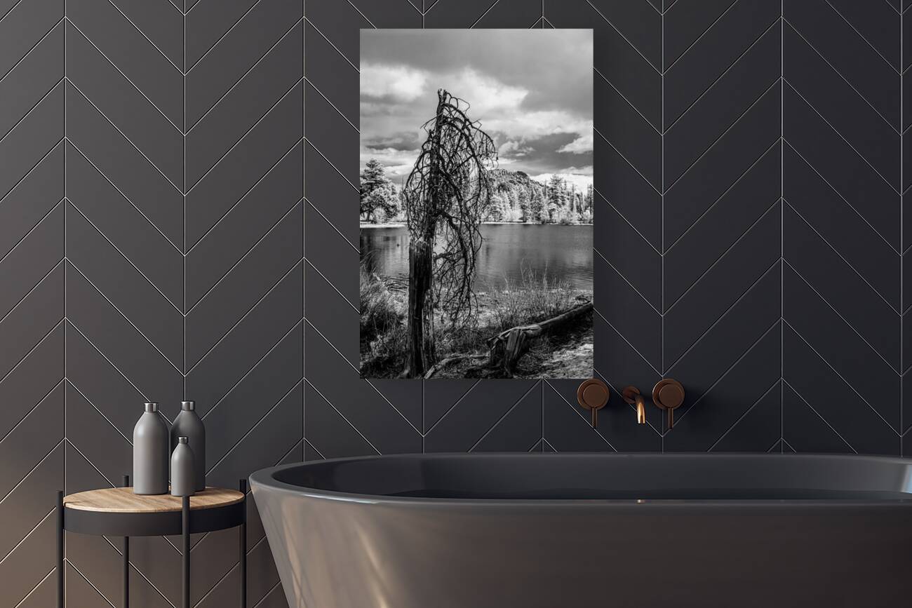 Mountain Lake Dead Tree Reproduction