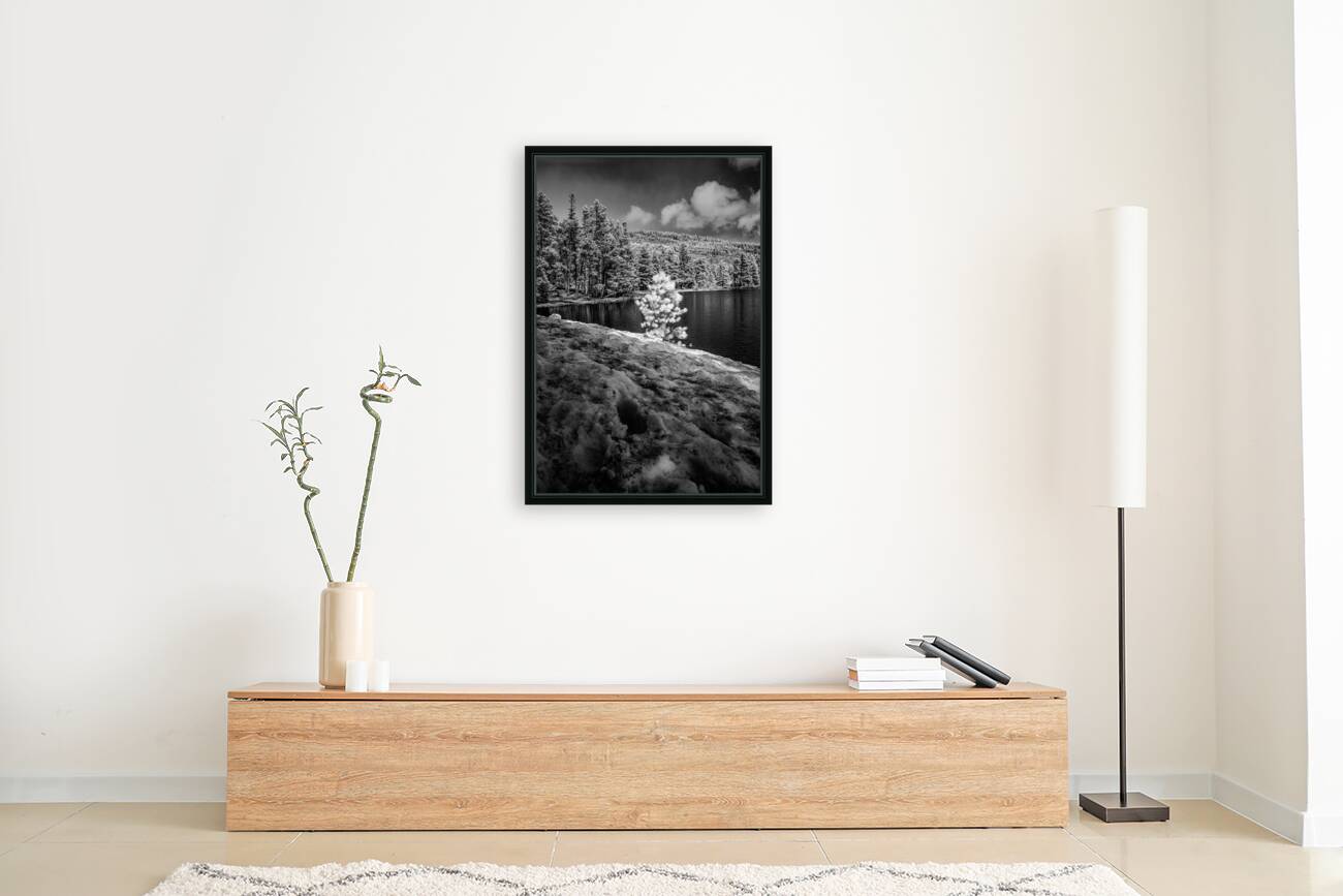 Small Spring Snowy Pine Reproduction