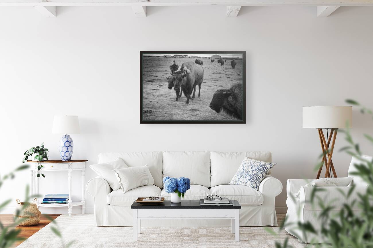 Bison Momma Reproduction