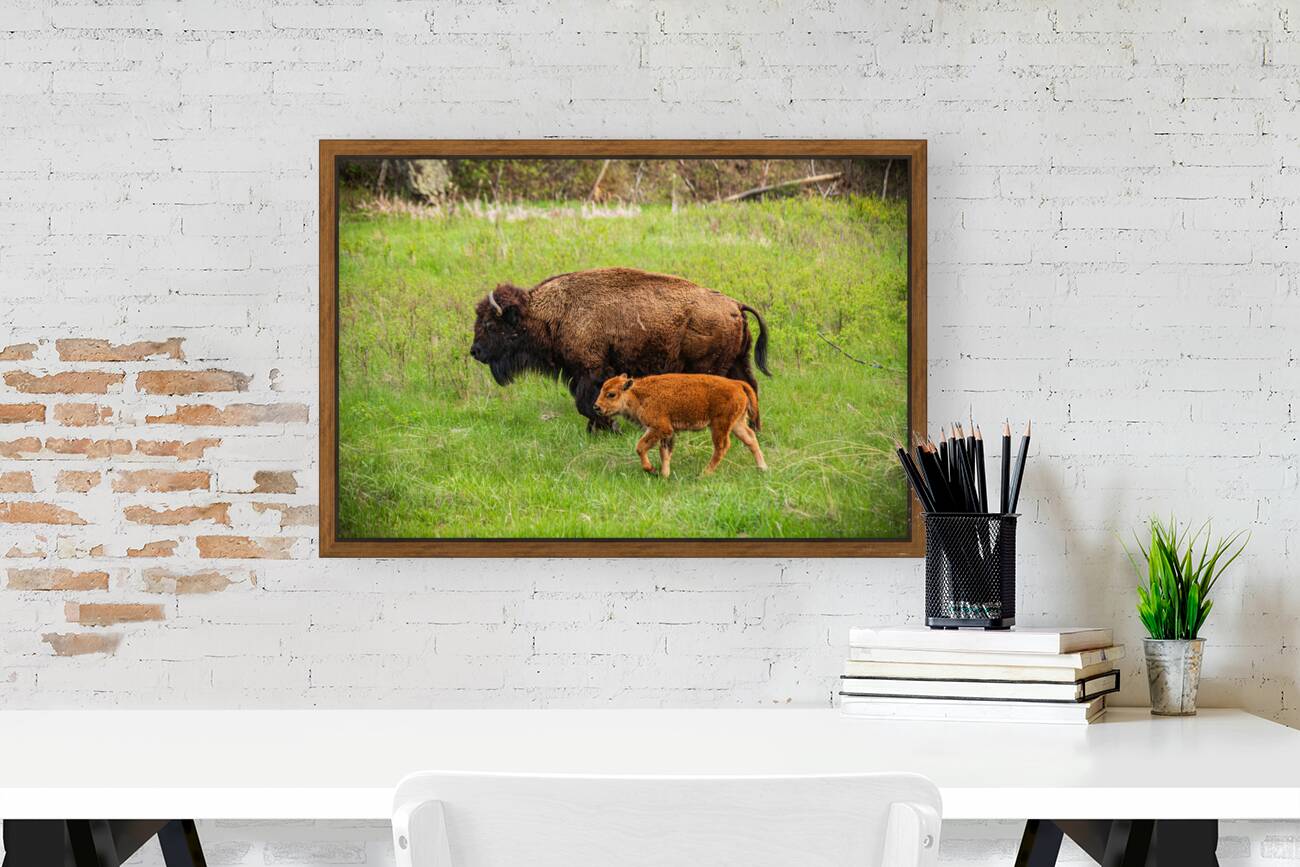 Bison Tales: Spirit of the Bison Reproduction