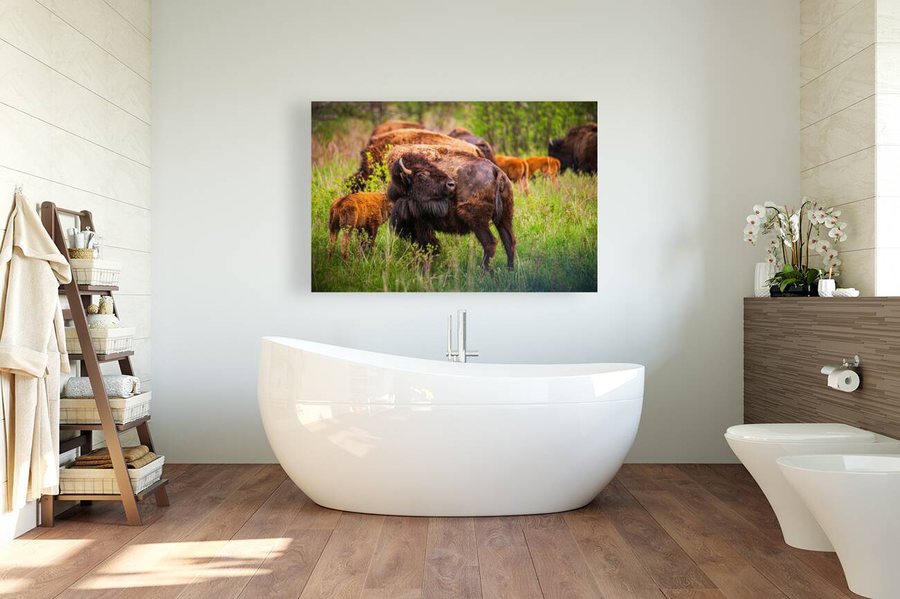 Bison Tales: Got an Itch Reproduction