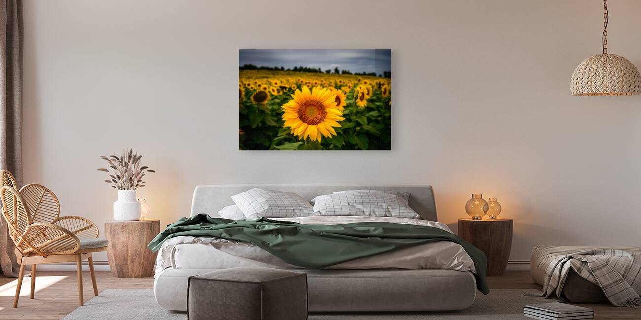 Single Sunflower Reproduction