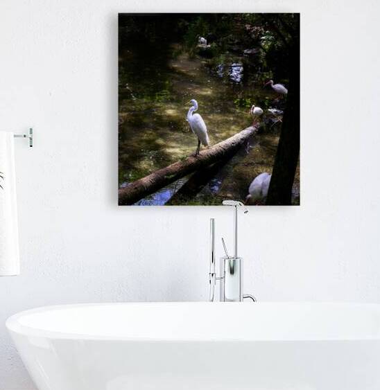 Avian Oasis: A Day Among Floridas Birds by Dream World Images