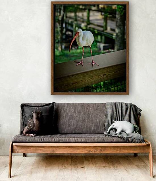 Symphony of Wings: A Birdwatchers Tale by Dream World Images