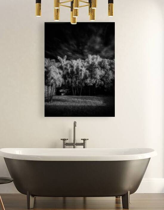 Twilight Shadows of a Palm Grove by Dream World Images