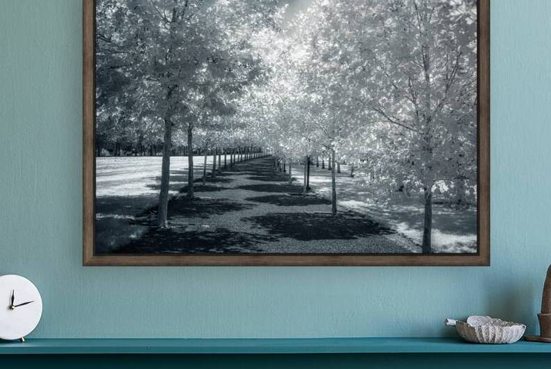 Canopy of Silent Shadows by Dream World Images