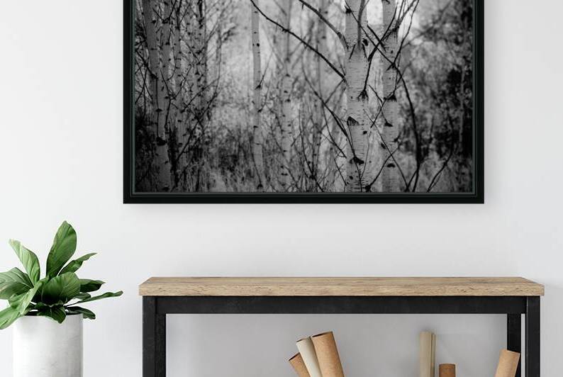 Contrasts in Woodland Quiet by Dream World Images