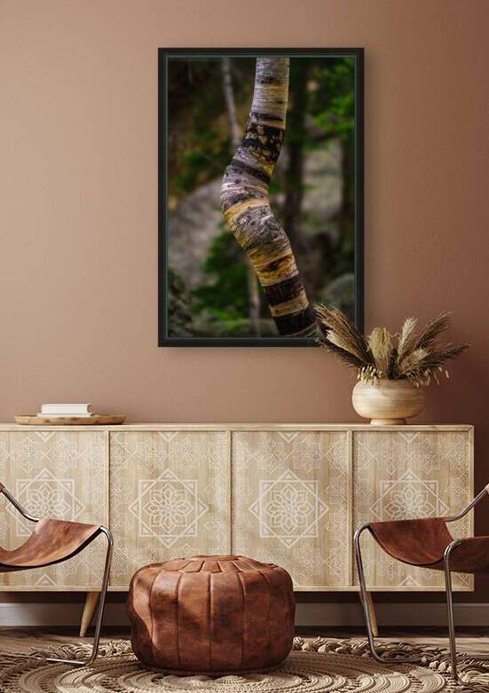 Exploring Sylvan Lake: Capturing the A Bent Aspen by Dream World Images